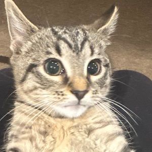 Meet your Posher, Cecilia